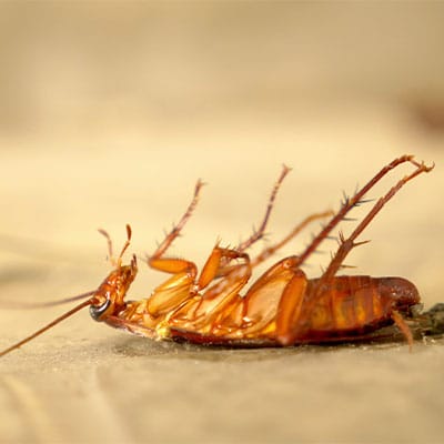 Cockroach Extermination