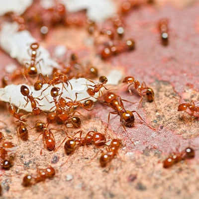 Ant Extermination