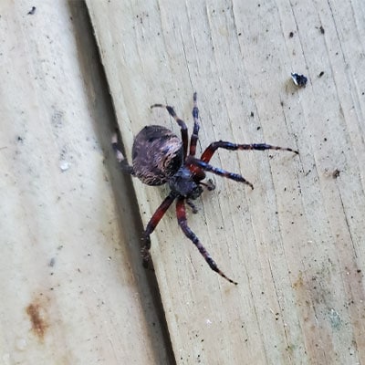 Spider Extermination